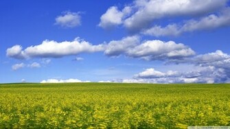 Mustard Flower Field Wallpaper