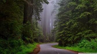 Redwood National Park California 4k HD Desktop Wallpaper For