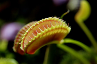Venus Flytrap Wallpaper And Background Image Net