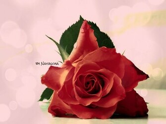 Innocent Wallpaper