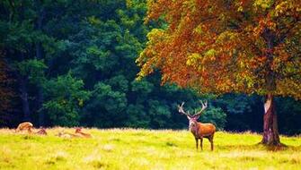 Forest Trees Nature Landscape Tree Autumn Deer Wallpaper