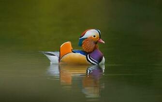 Sujith Spot Colourful Birds HD Wallpaper