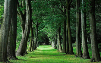 Green Tree Wallpaper