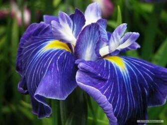 Bearded Iris Blue Purple Desktop Wallpaper The