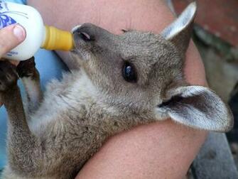 Baby Kangaroo Wallpaper Raising A