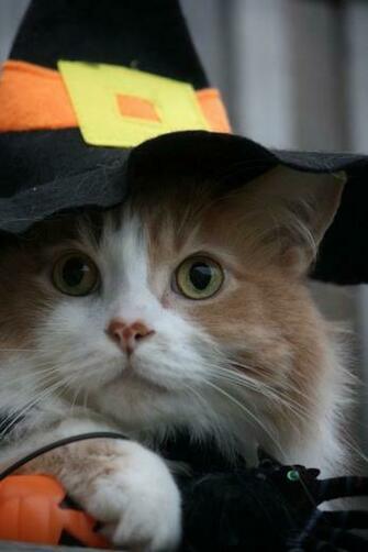 Foto Kucing Lucu Keren Terbaru Peramal