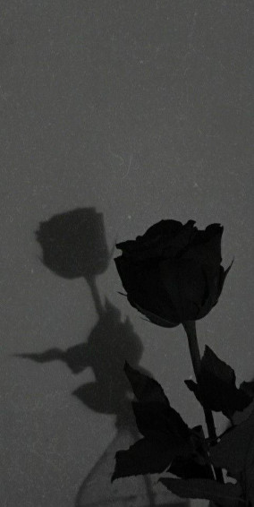 Top Black Rose iPhone Wallpaper Full HD 4k To Use