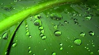Mindfulness Bamboo Wallpaper High Quality Resolution