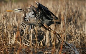 Fantastic Heron Wallpaper HD Jpg