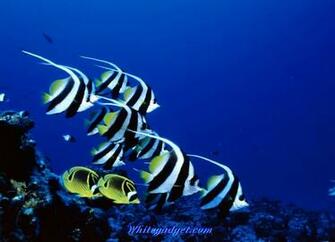Tropical Fish Wallpaper Pics Jpg