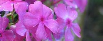 Pleasant Dual Screen Nature And Spring Wallpaper Multy Shades