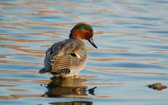 Waterfowl Wallpaper