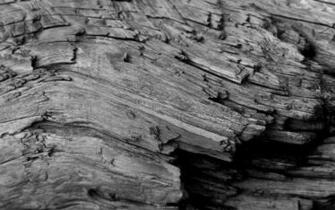 Woodfiber Radu Luchian Home