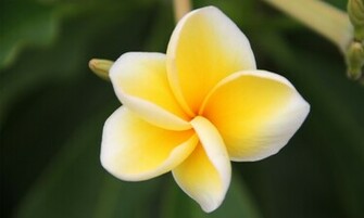 Plumeria Frangipani HD Wallpaper High Definition