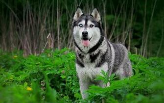 Category Animals HD Wallpaper Subcategory Dogs