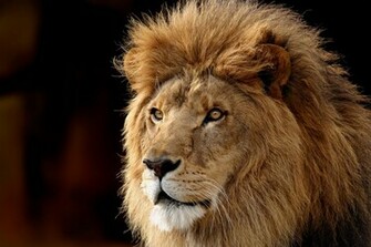 Aslan Resimleri HD Lion Wallpaper Duvar Ka Tlar Kaliteli Resim