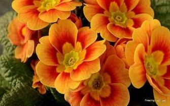 Beautiful Orange Flower HD Wallpaper Computer Best