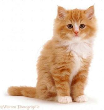 Orange Fluffy Cats HD Wallpaper Chainimage