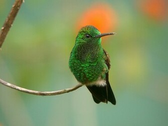 Unique Animals S Hummingbirds Pictures Wallpaper