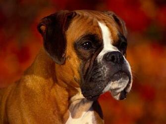 Boxer Dog Wallpaper