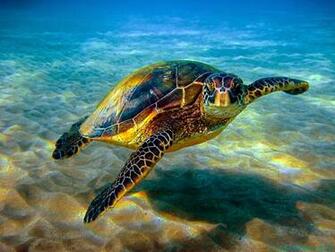 Best Honu Wallpaper Mele