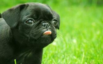 Carlino Dog Wallpaper Desktop Cool Walldiskpaper
