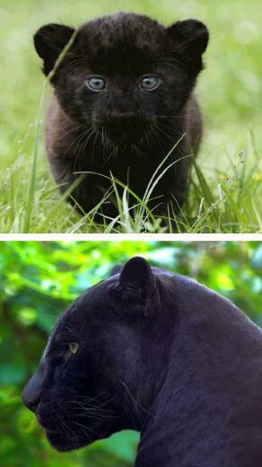 Black Panther Wallpaper Animal Background For Your iPhone