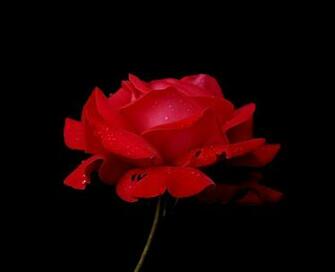 Red Rose With Black Background