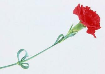 Flower Wallpaper Red Carnation