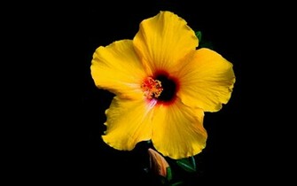 Hibiscus Wallpaper