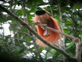 Birds Of Paradise Wallpaper For Desktop Wallpaperyork