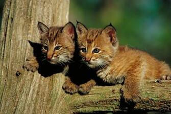 Bobcat Wallpaper