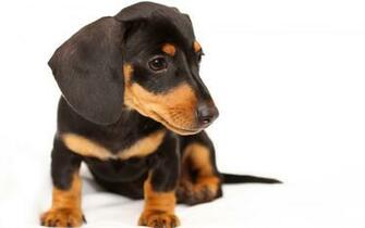Dachshund Computer Wallpaper Desktop Background Id