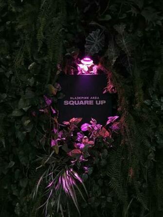 Blackpink House Is Now Turned Into Square Up Concept Pop For
