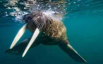 Walrus Background My Wallpaper Home