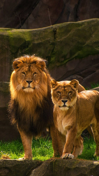 Lion And Lioness Wallpaper