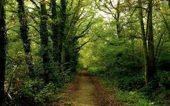 Youwall Forest Path Wallpaper