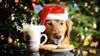 Beautiful Christmas Dog Wallpaper HD