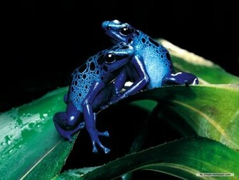 Frog Wallpaper Frogs