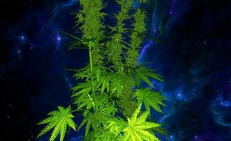 Weed 3d Live Wallpaper Full Screenshot