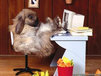 Funny Animal Wallpaper Top HD