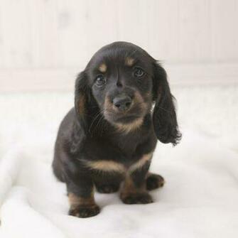 Dachshund Puppy Wallpaper For Samsung Galaxy Tab