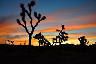 Sun Sets On Joshua Tree Photos Diagrams Topos Summitpost