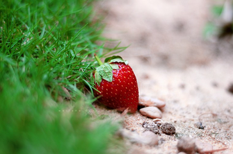 Strawberry Wallpaper By Weilano