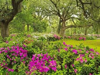 Wallpaper Tea Garden Dawallpaperz