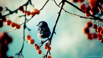 Bird On Branch HD Wallpaper IHD