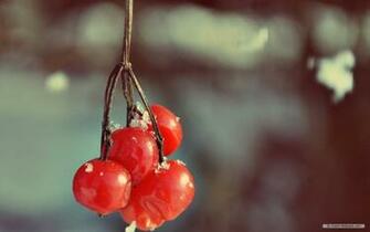 Wallpaper Nature Frosted Winter Berries