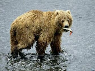 Wallpaper Bear Usa Fish Alaska Kodiak Brown