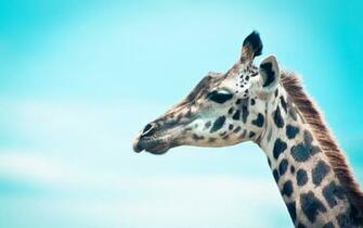 Giraffe Wallpaper HD