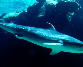 Tiger Shark Wallpaper High Definition